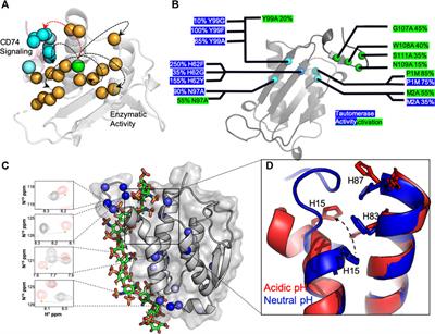 Molecular Level Insights Into the Structural and Dynamic Factors Driving Cytokine Function